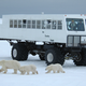 Illustration for article titled Watch the largest polar bear gathering in the world live via HD webcam